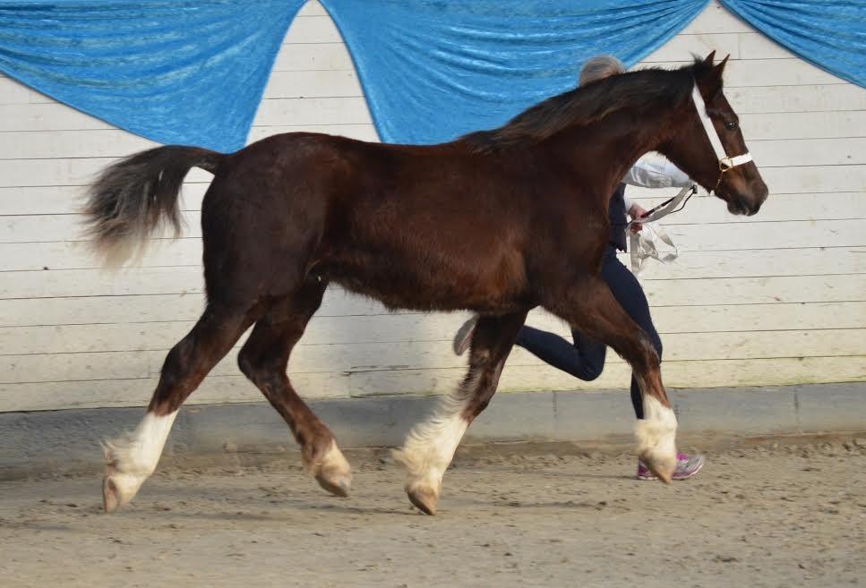 Welsh Cob (sec D) Møllegydens Brego billede 25