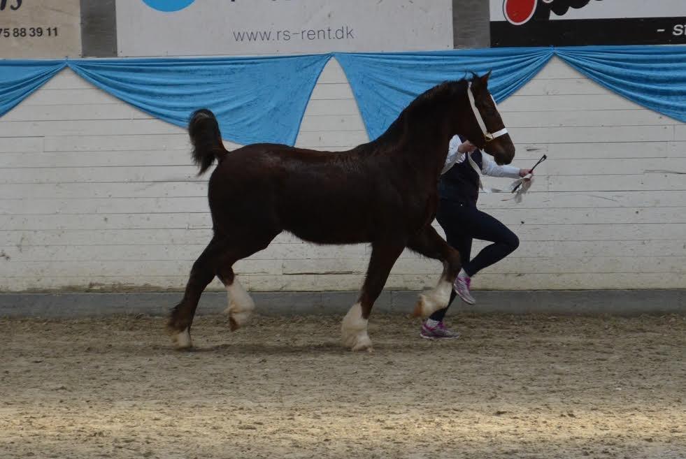 Welsh Cob (sec D) Møllegydens Brego billede 26