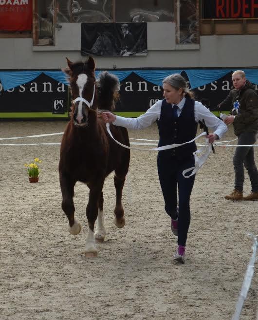 Welsh Cob (sec D) Møllegydens Brego billede 27