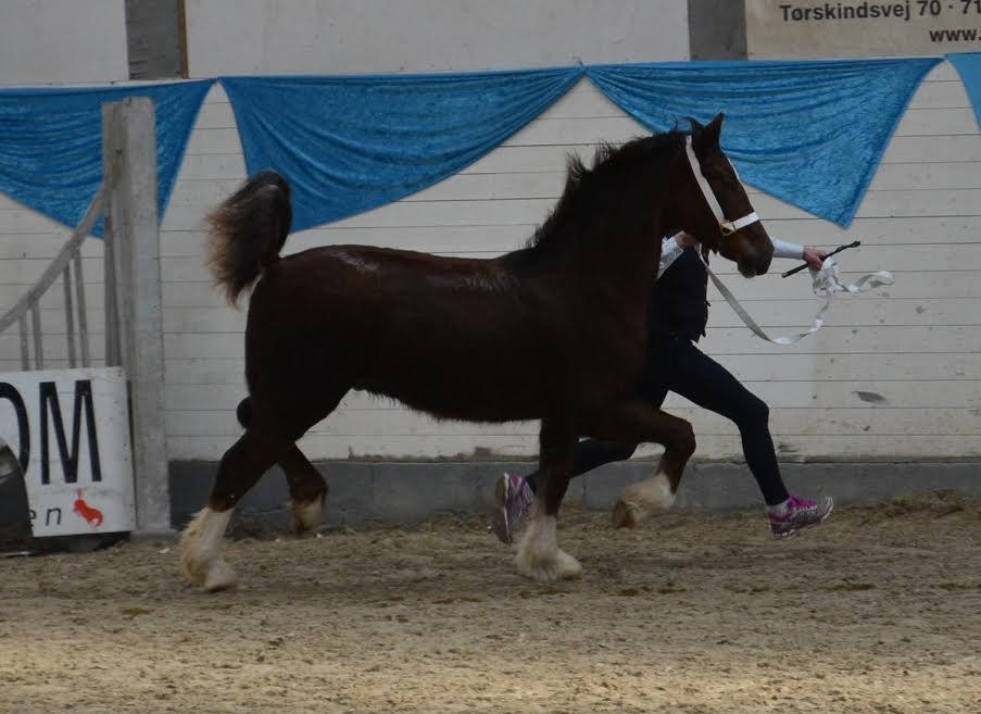 Welsh Cob (sec D) Møllegydens Brego billede 28