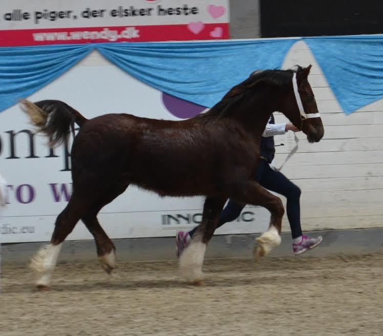 Welsh Cob (sec D) Møllegydens Brego billede 29