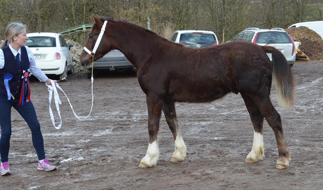 Welsh Cob (sec D) Møllegydens Brego billede 30