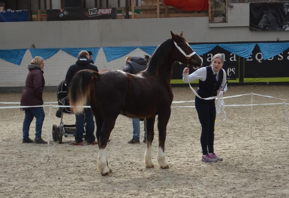 Welsh Cob (sec D) Møllegydens Brego billede 31