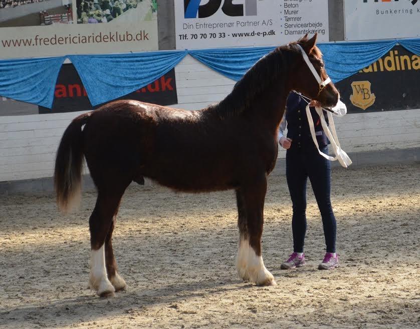 Welsh Cob (sec D) Møllegydens Brego billede 32