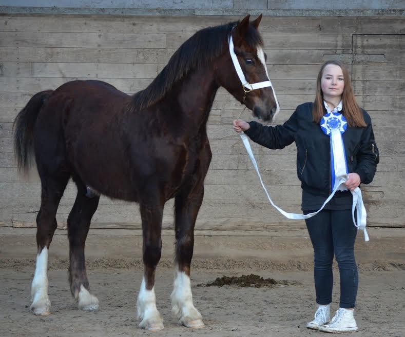 Welsh Cob (sec D) Møllegydens Brego billede 34