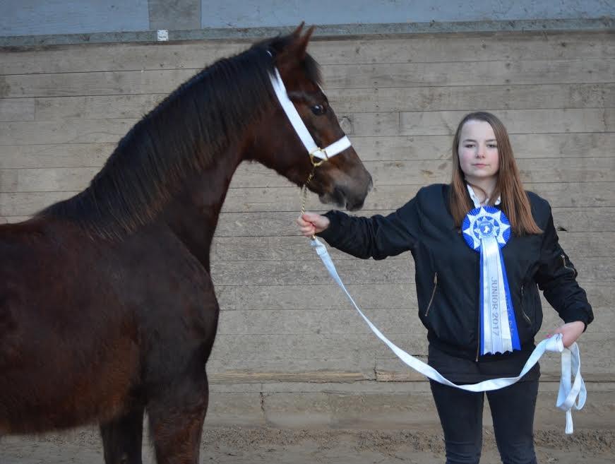 Welsh Cob (sec D) Møllegydens Brego billede 35