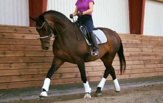 Dansk Varmblod Challenger billede 2