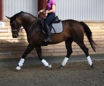 Dansk Varmblod Challenger billede 3