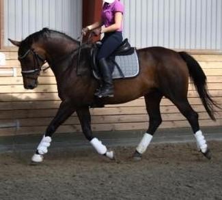 Dansk Varmblod Challenger billede 4