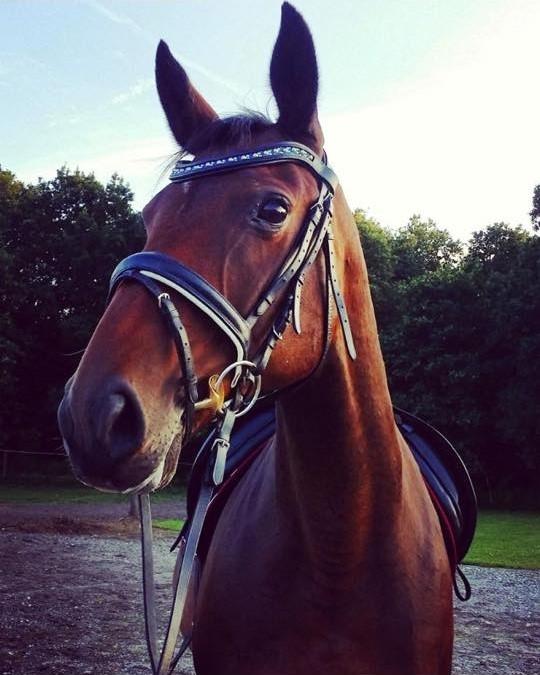 Dansk Varmblod Challenger billede 1