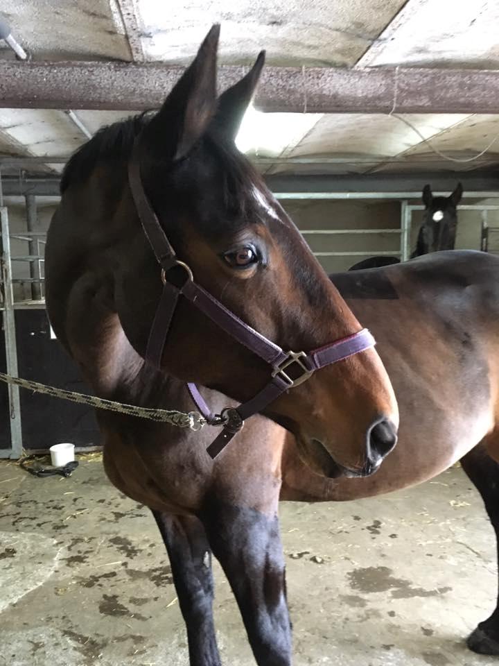 Dansk Varmblod Challenger billede 6