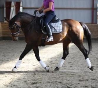 Dansk Varmblod Challenger billede 5