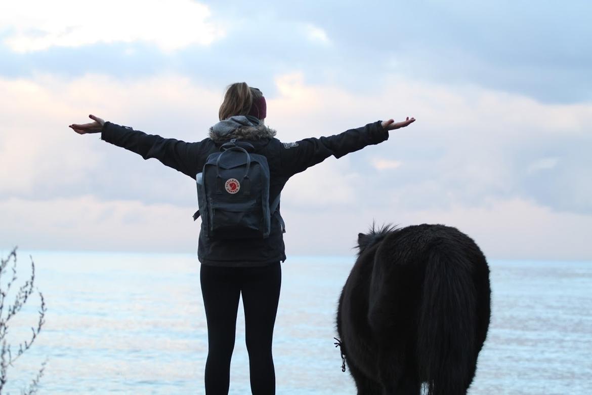 Shetlænder Blackie billede 2