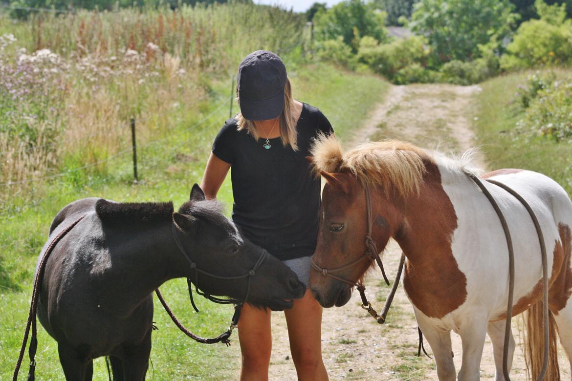 Shetlænder Blackie billede 3