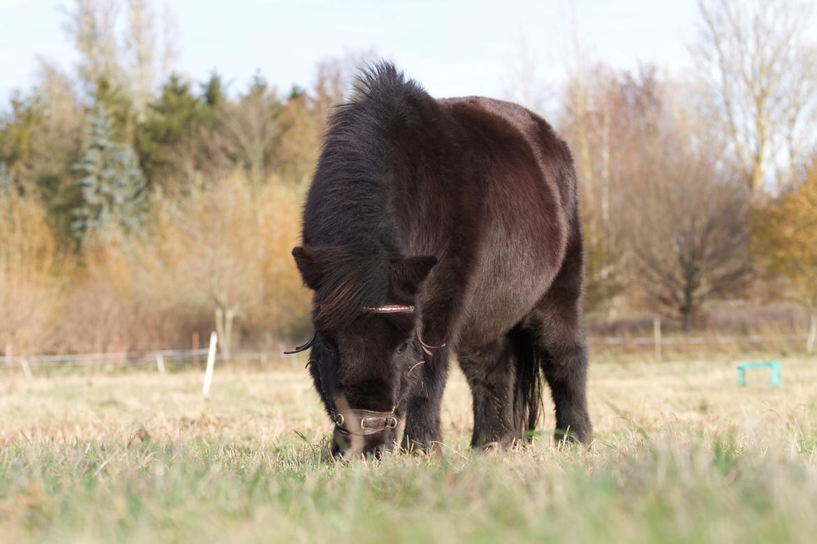 Shetlænder Blackie billede 12