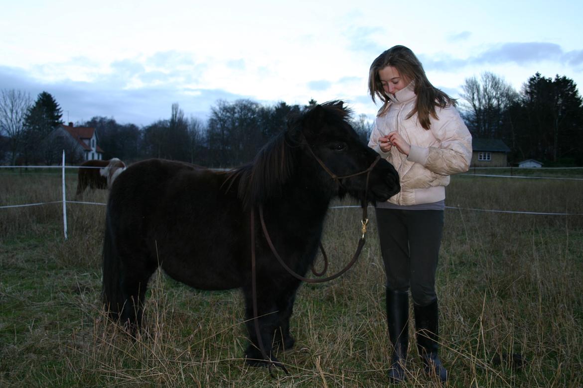 Shetlænder Blackie billede 19