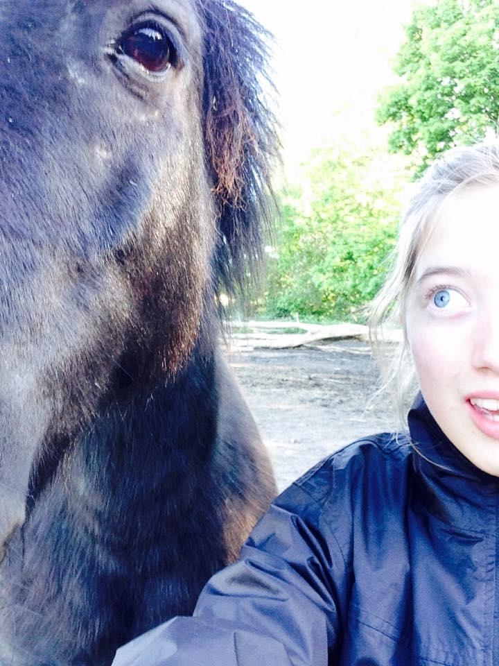 Shetlænder Blackie billede 4