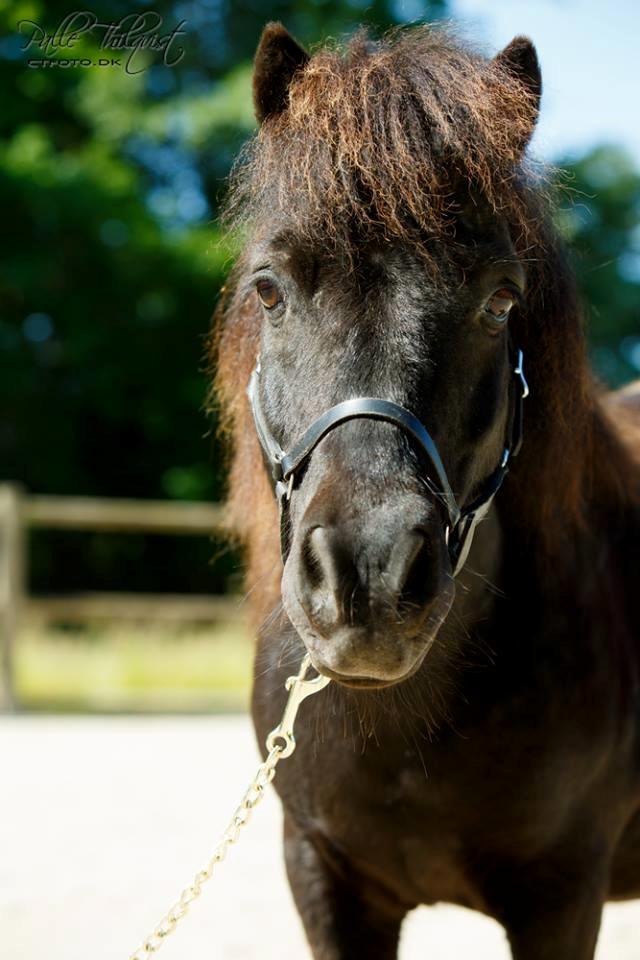 Shetlænder Blackie billede 9