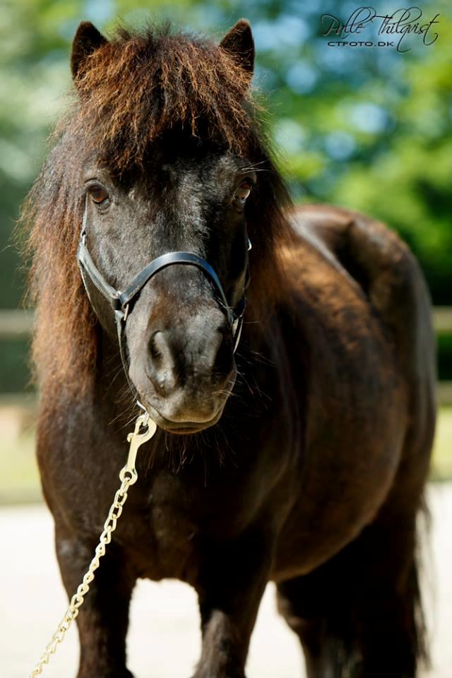 Shetlænder Blackie billede 1