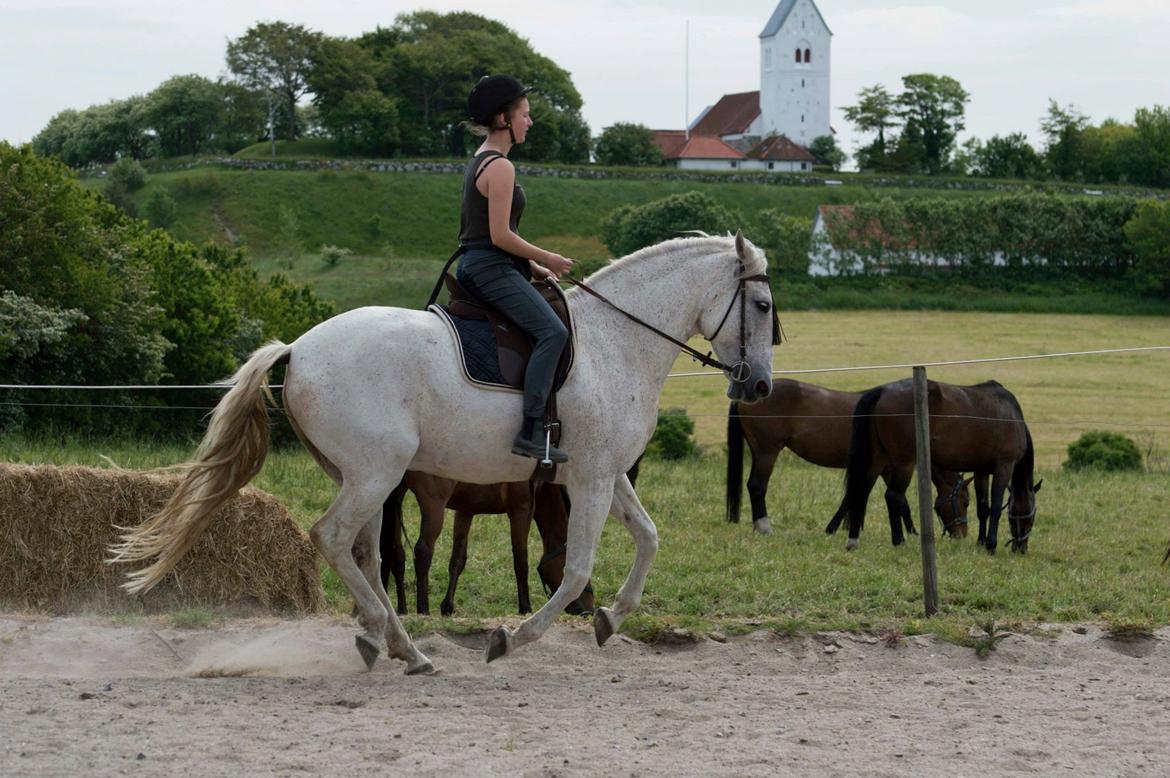 Andalusier Picasso billede 1