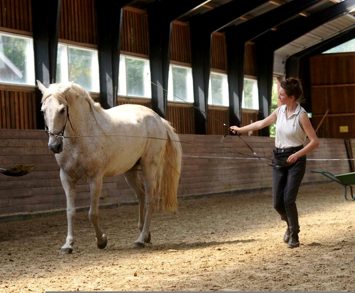 Andalusier Picasso - Advanced longearbejde til Horse Vision kursus, juli 2016 billede 2