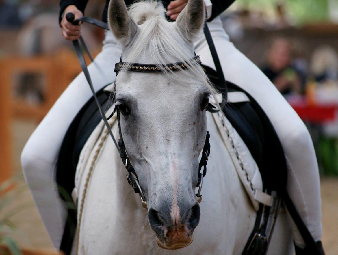 Anden særlig race Baunty billede 6