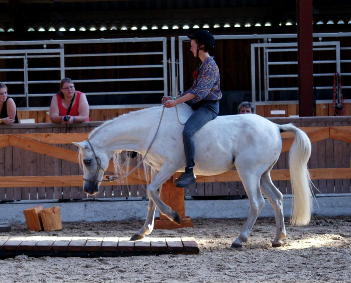 Anden særlig race Baunty - Agility Trail, DHE-træf 2013 billede 5