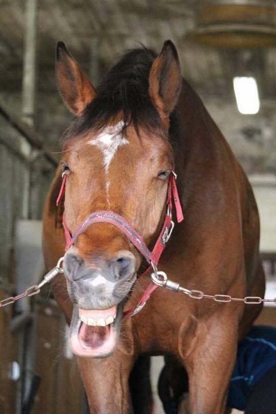 Anden særlig race Walkin´A billede 2