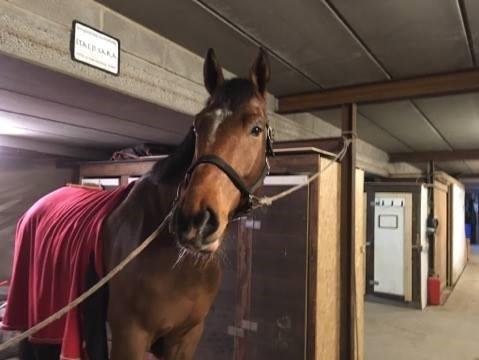 Anden særlig race Walkin´A billede 3