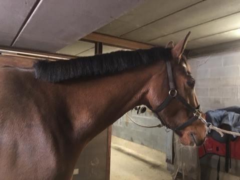 Anden særlig race Walkin´A billede 4