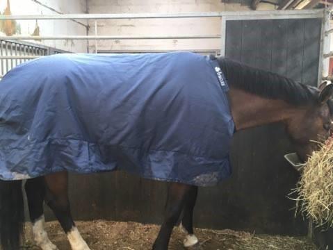 Anden særlig race Walkin´A billede 5