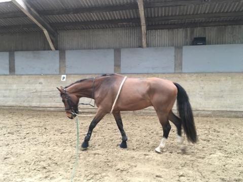 Anden særlig race Walkin´A billede 6