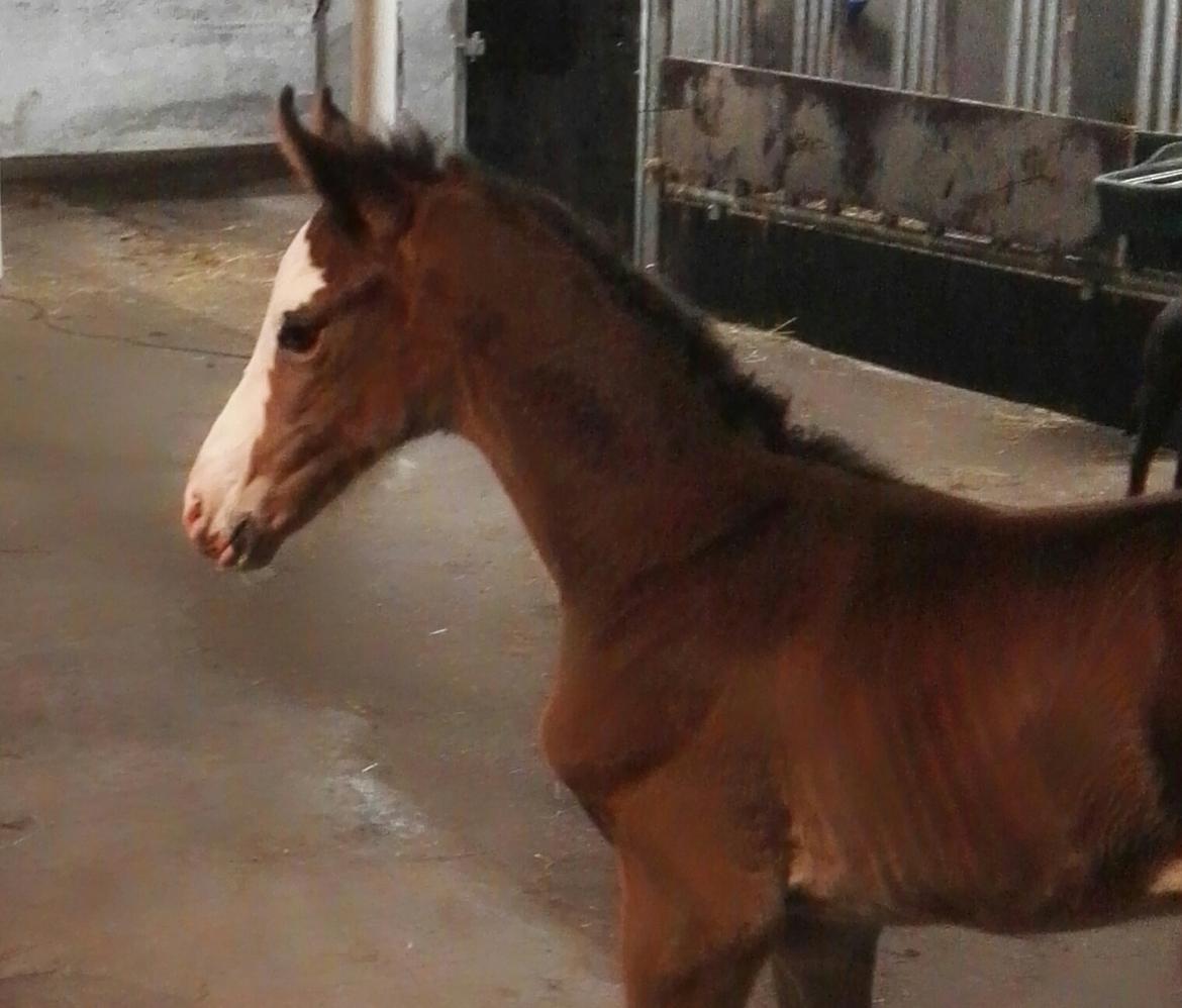 Dansk Varmblod Rosenlunds St Gloriana billede 13