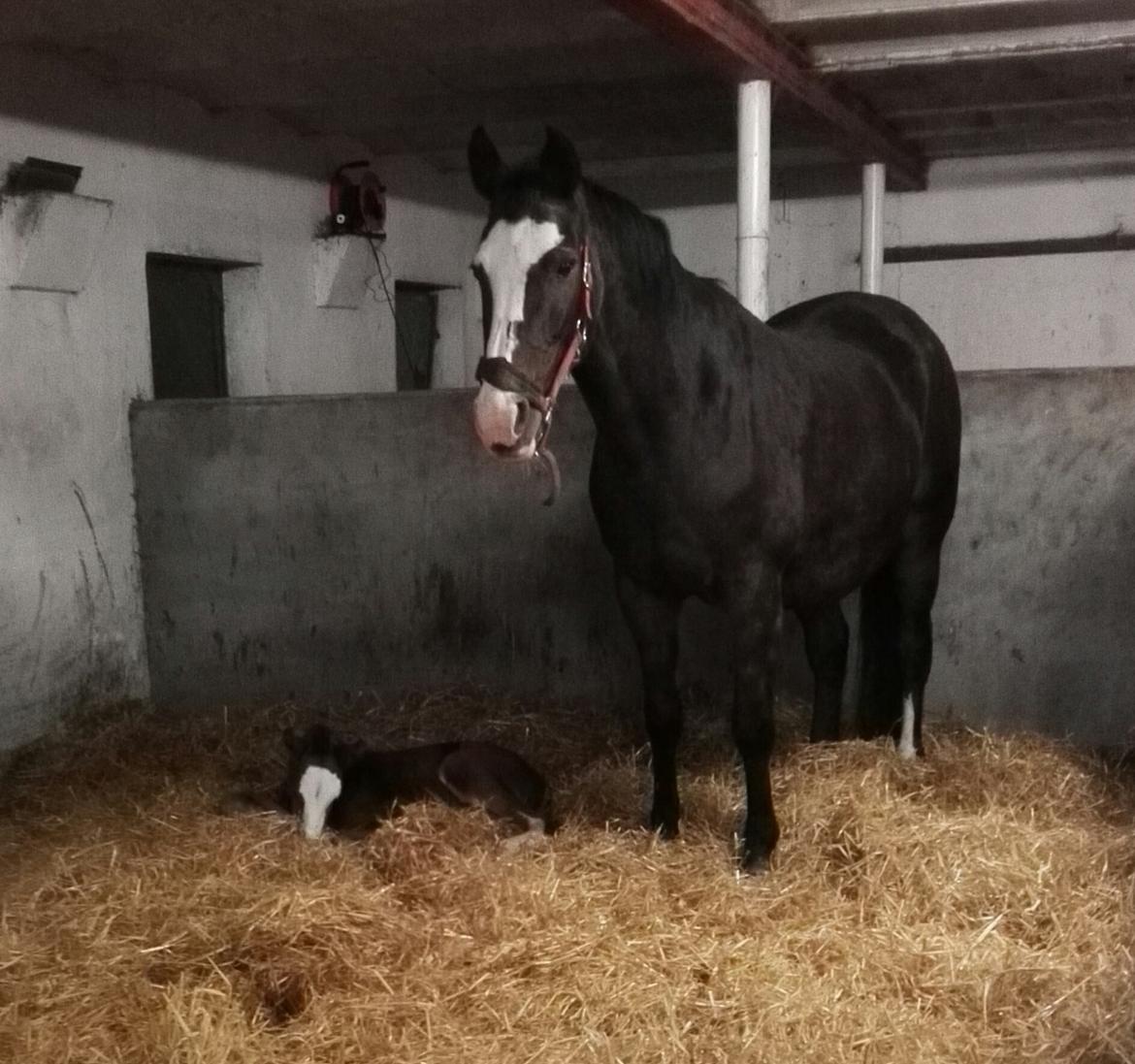 Dansk Varmblod Rosenlunds St Gloriana billede 19