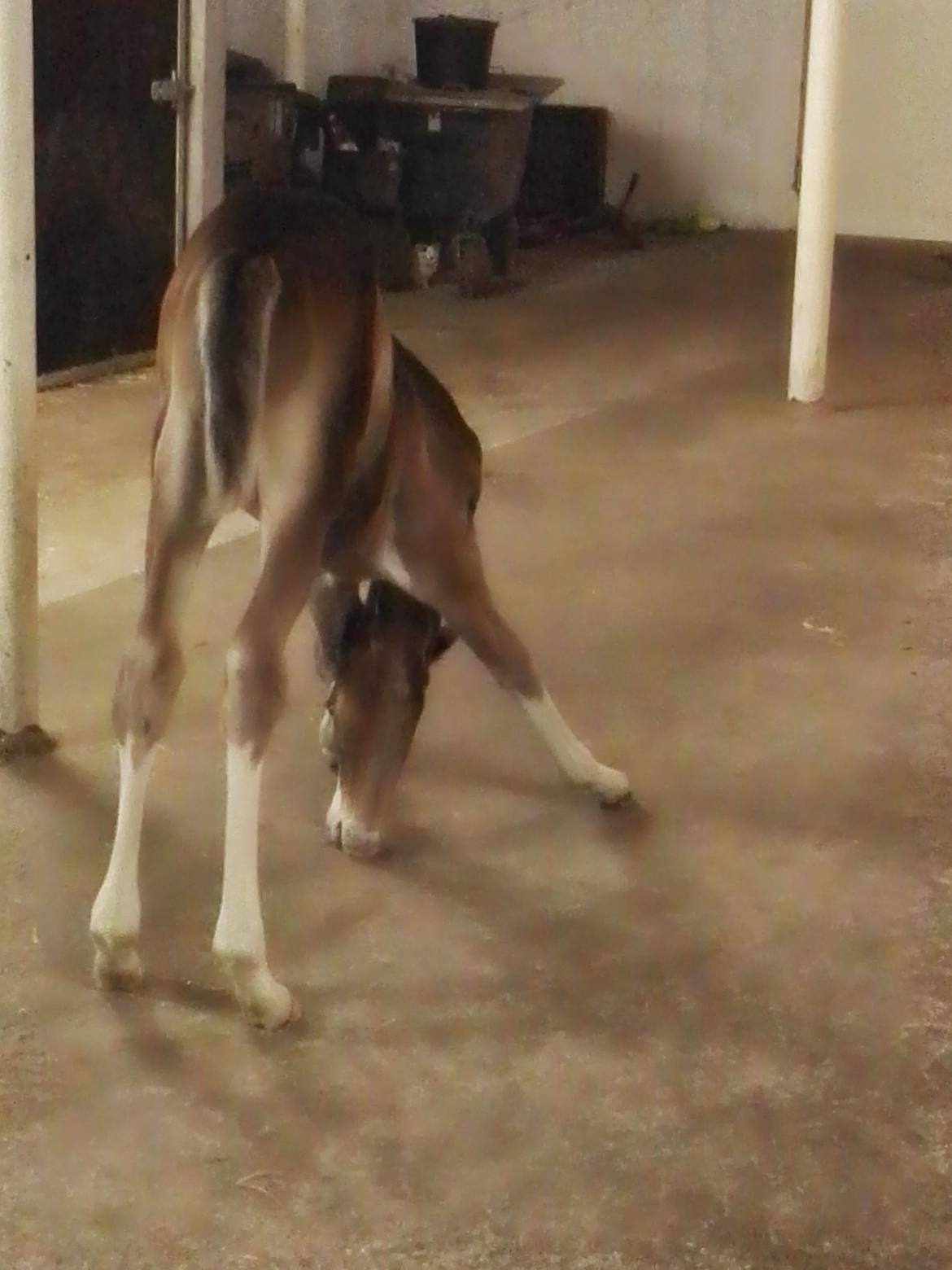 Dansk Varmblod Rosenlunds St Gloriana billede 15