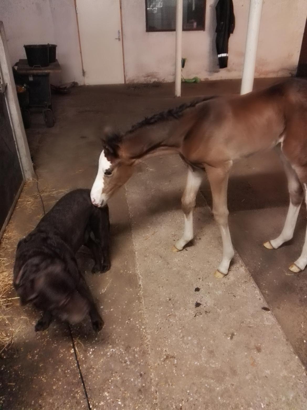 Dansk Varmblod Rosenlunds St Gloriana billede 14