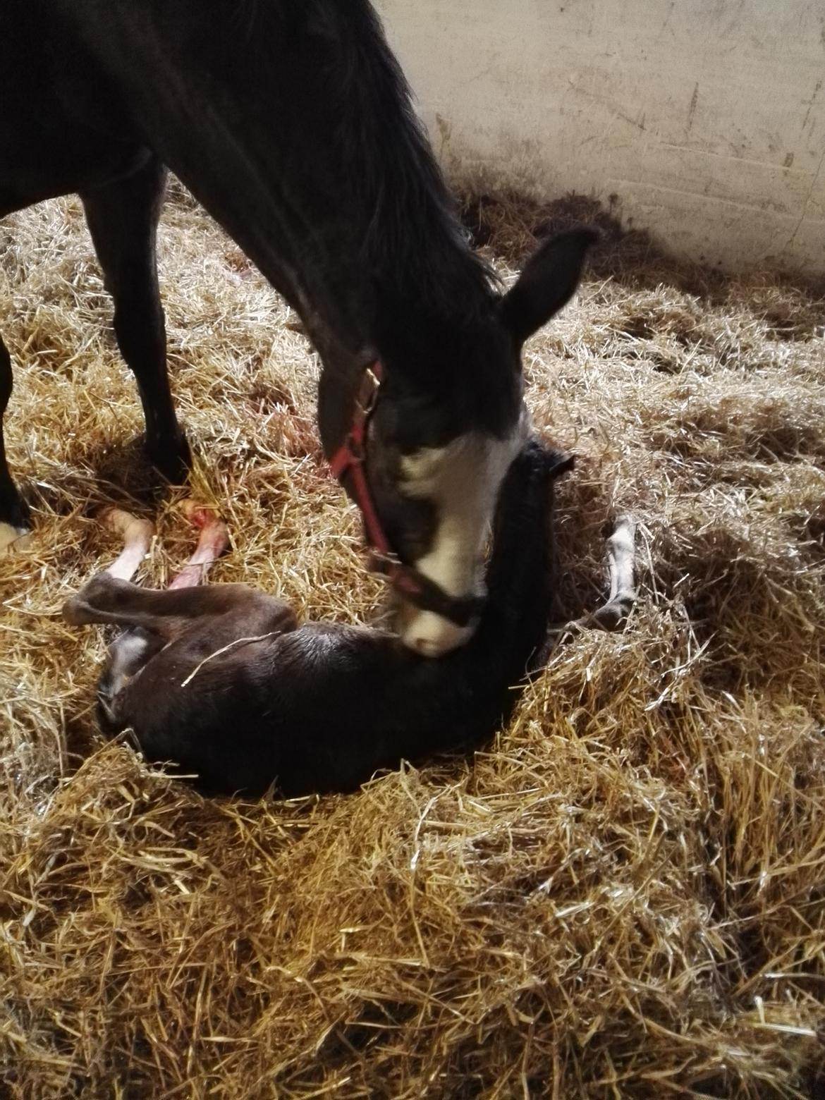 Dansk Varmblod Rosenlunds St Gloriana billede 18