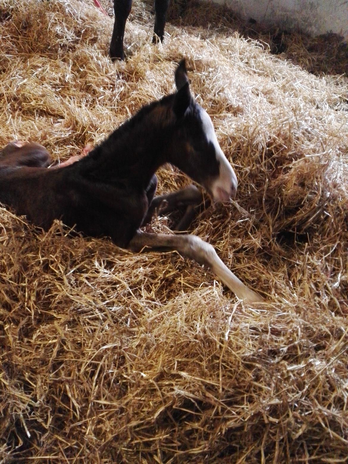 Dansk Varmblod Rosenlunds St Gloriana billede 17