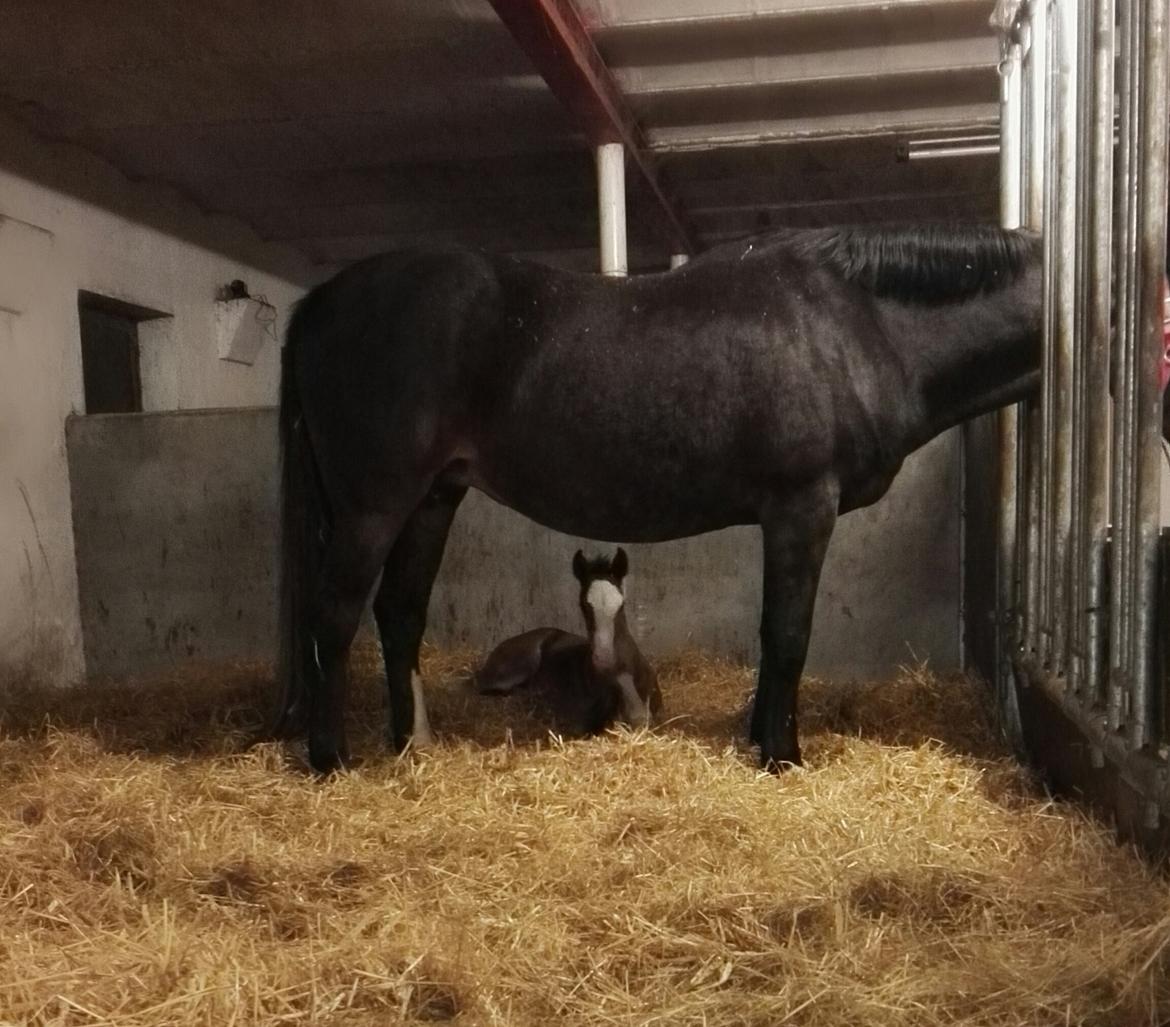 Dansk Varmblod Rosenlunds St Gloriana billede 16