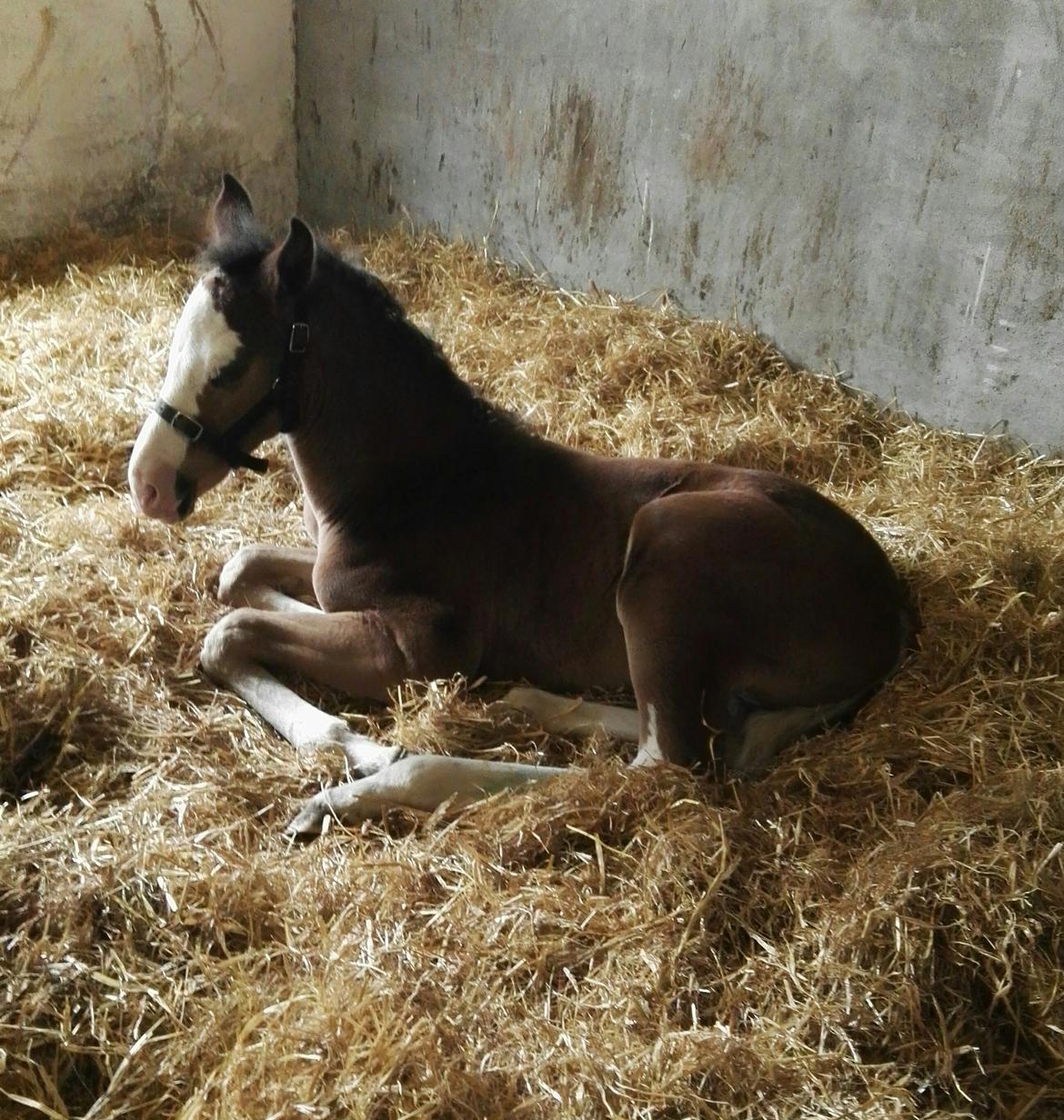 Dansk Varmblod Rosenlunds St Gloriana billede 12