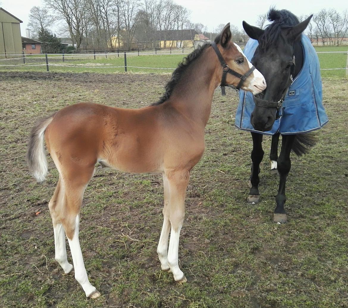 Dansk Varmblod Rosenlunds St Gloriana billede 11