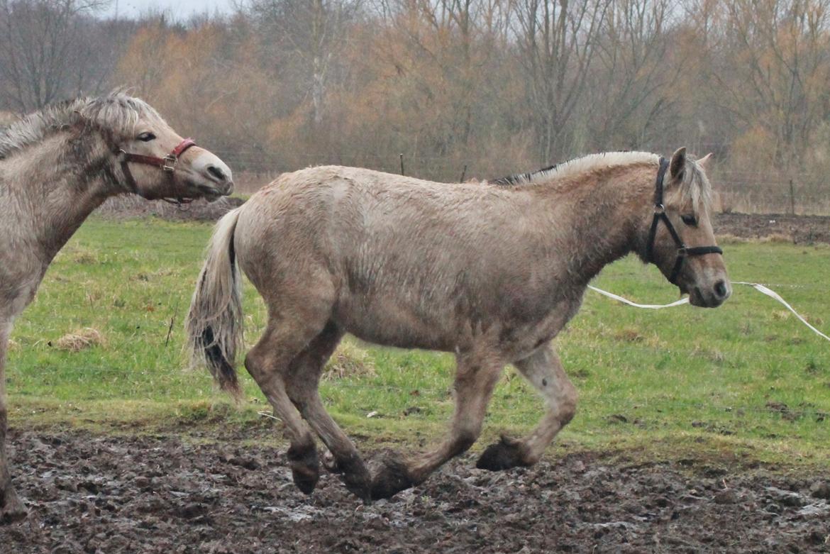 Fjordhest Novus Emil billede 18