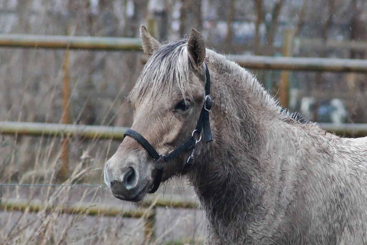 Fjordhest Novus Emil billede 19