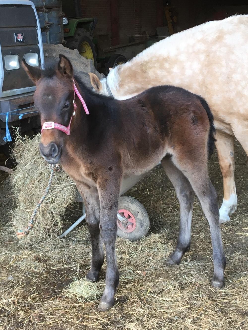 Anden særlig race Anyskas Adina billede 11