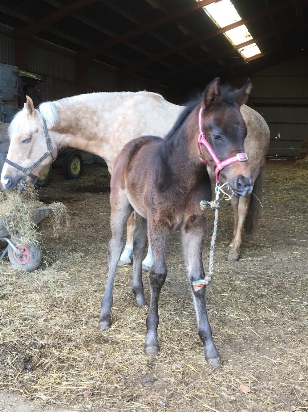 Anden særlig race Anyskas Adina billede 13