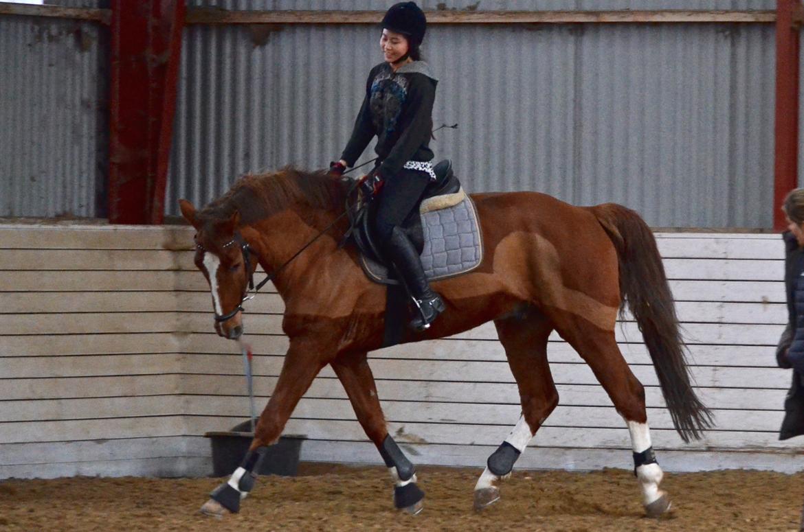 Tysk Oldenburger Lifestyle billede 11