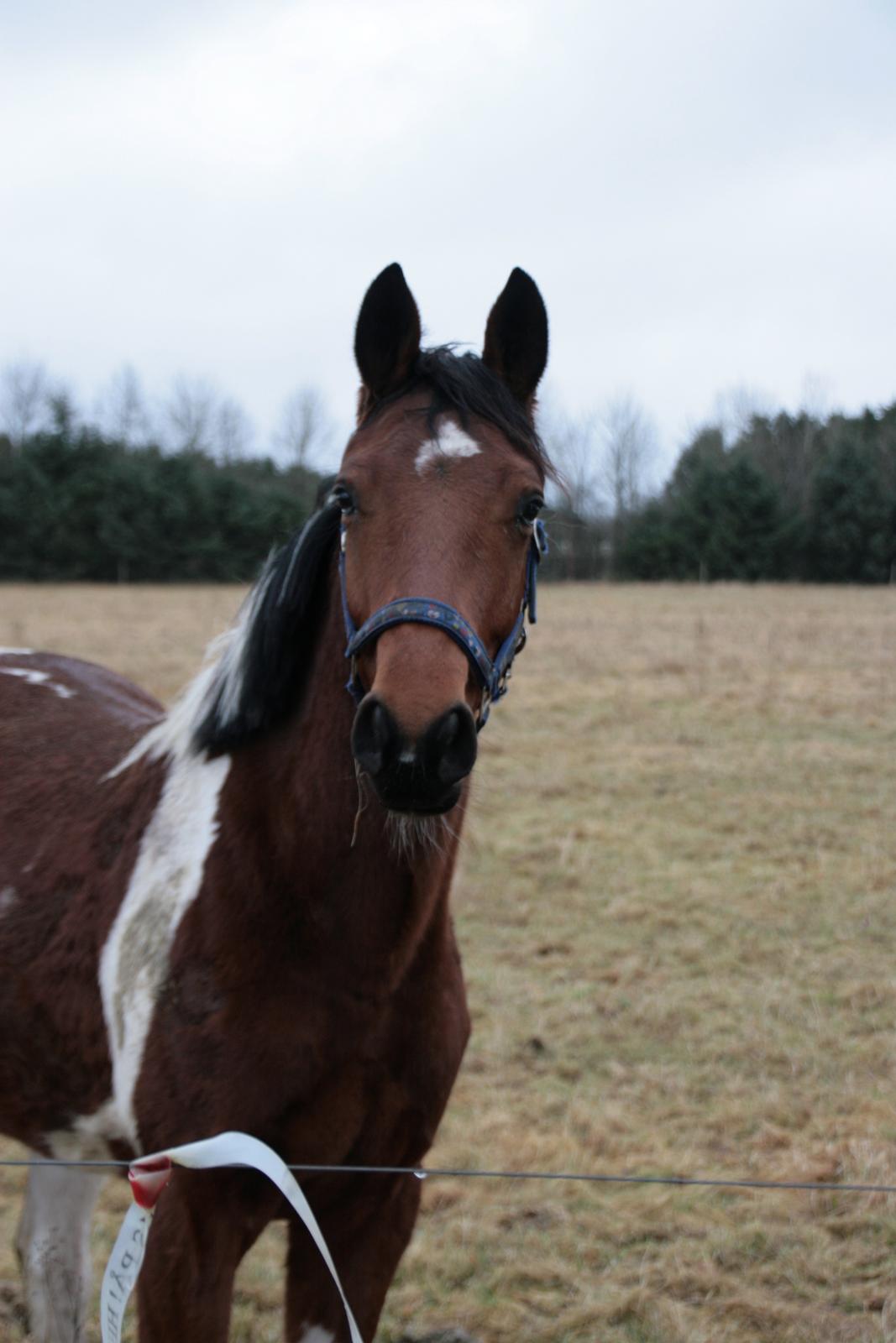 Pinto Kilgast's sofisticated billede 5