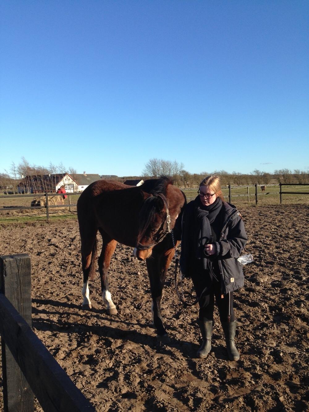Dansk Varmblod Bankgårds Coletté billede 15