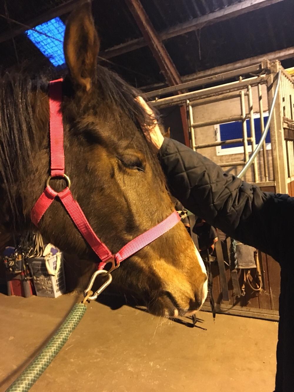 Dansk Varmblod Bankgårds Coletté billede 16