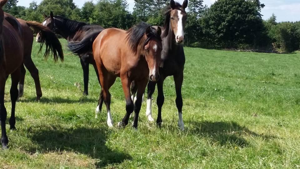 Dansk Varmblod Bankgårds Coletté billede 17